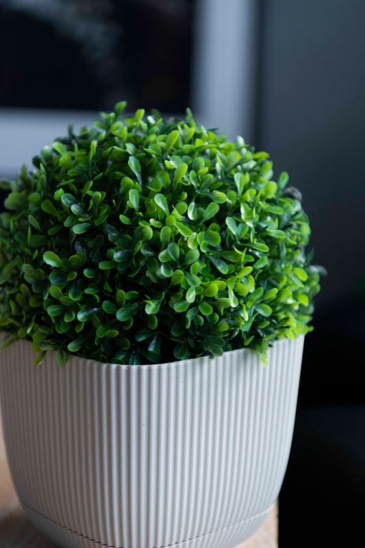 Buksbom boll 18cm